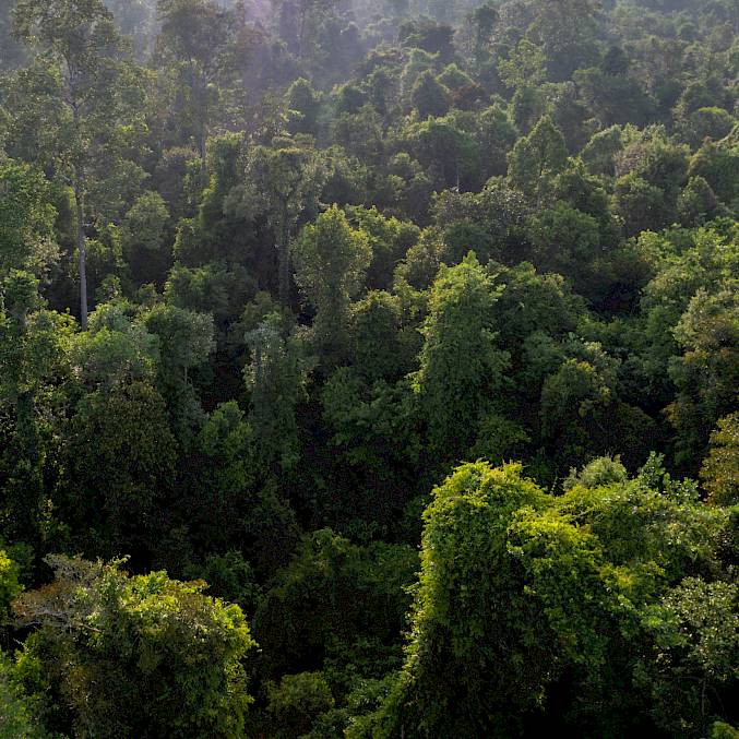 Intakter Regenwald auf Borneo. Diese Urwälder speichern ein Vielfaches des Kohlenstoffes im Vergleich zu unseren Wäldern. © Andrew Suryono | BOSF | BOS Schweiz