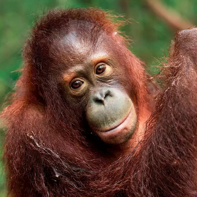 Grande photo : Vous pouvez gagner le parrainage de cet adorable orang-outan, qui s’appelle Jeni.