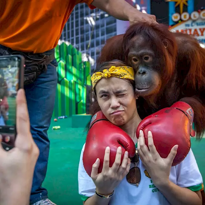 Grosses Bild: Ein Orang-Utan wird in Thailand gezwungen, zu boxen und zu posieren. © Aaron Gekoski
