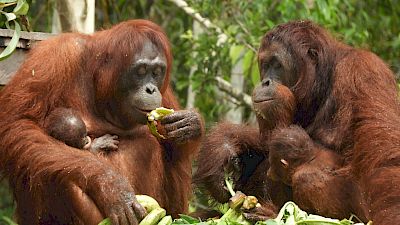 Wenn Orang-Utans Freundschaften schliessen