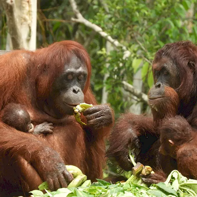 Grosses Bild: Orang-Utan-Weibchen geniessen zusammen ein Znüni. © BOS Foundation