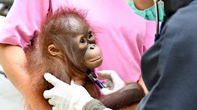 Kleiner Orang-Utan, grosse Chance