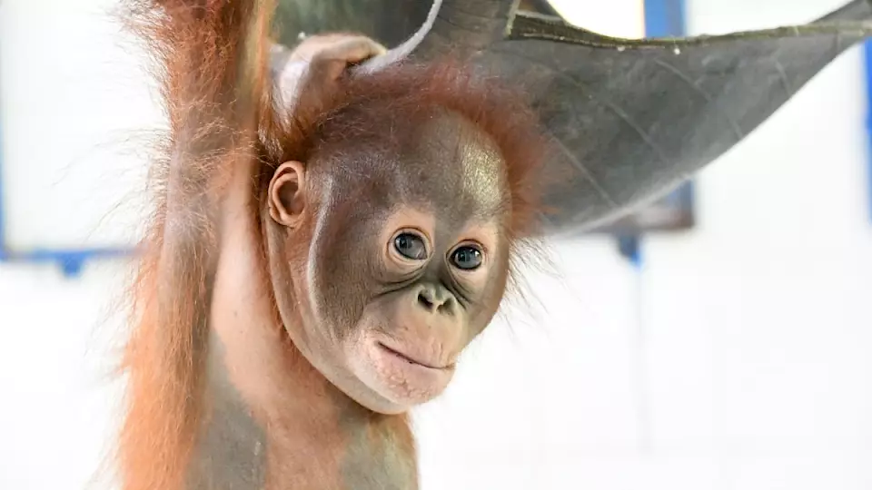 Orang-Utan-Waise Roy